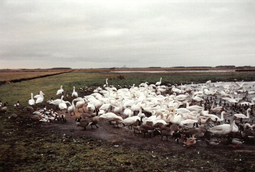 Wild birds on the mere at Martin Mere.jpg